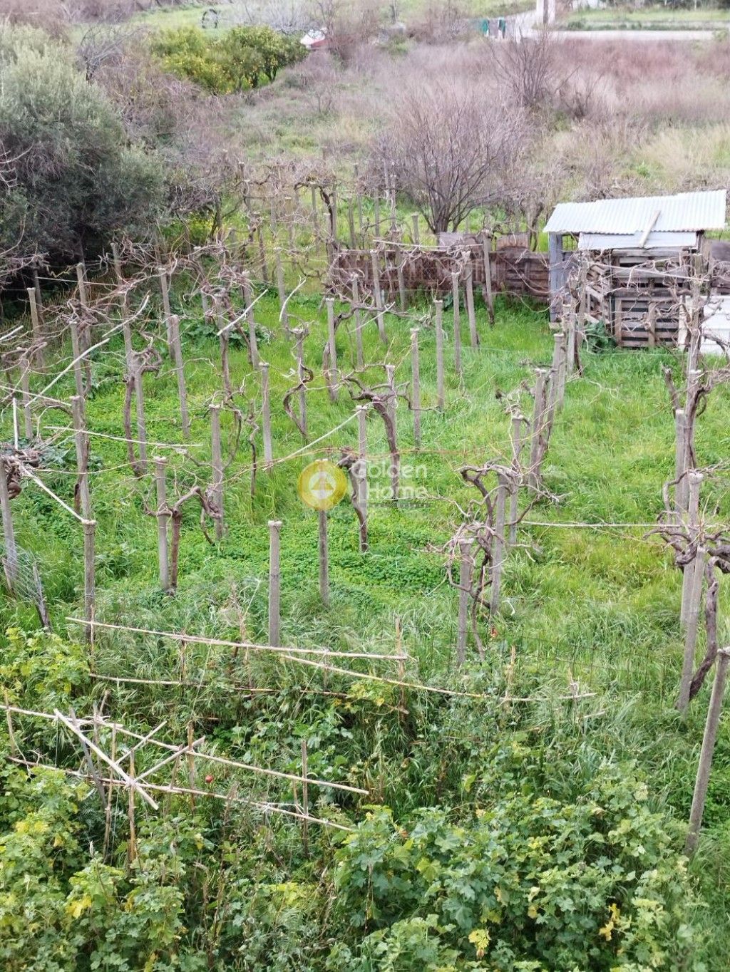 εικόνα αγγελίας