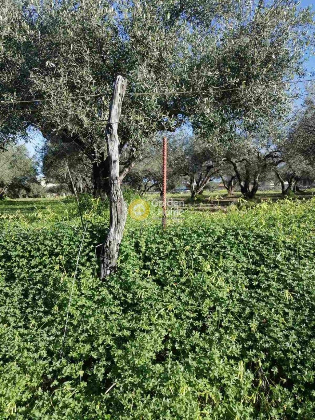 εικόνα αγγελίας