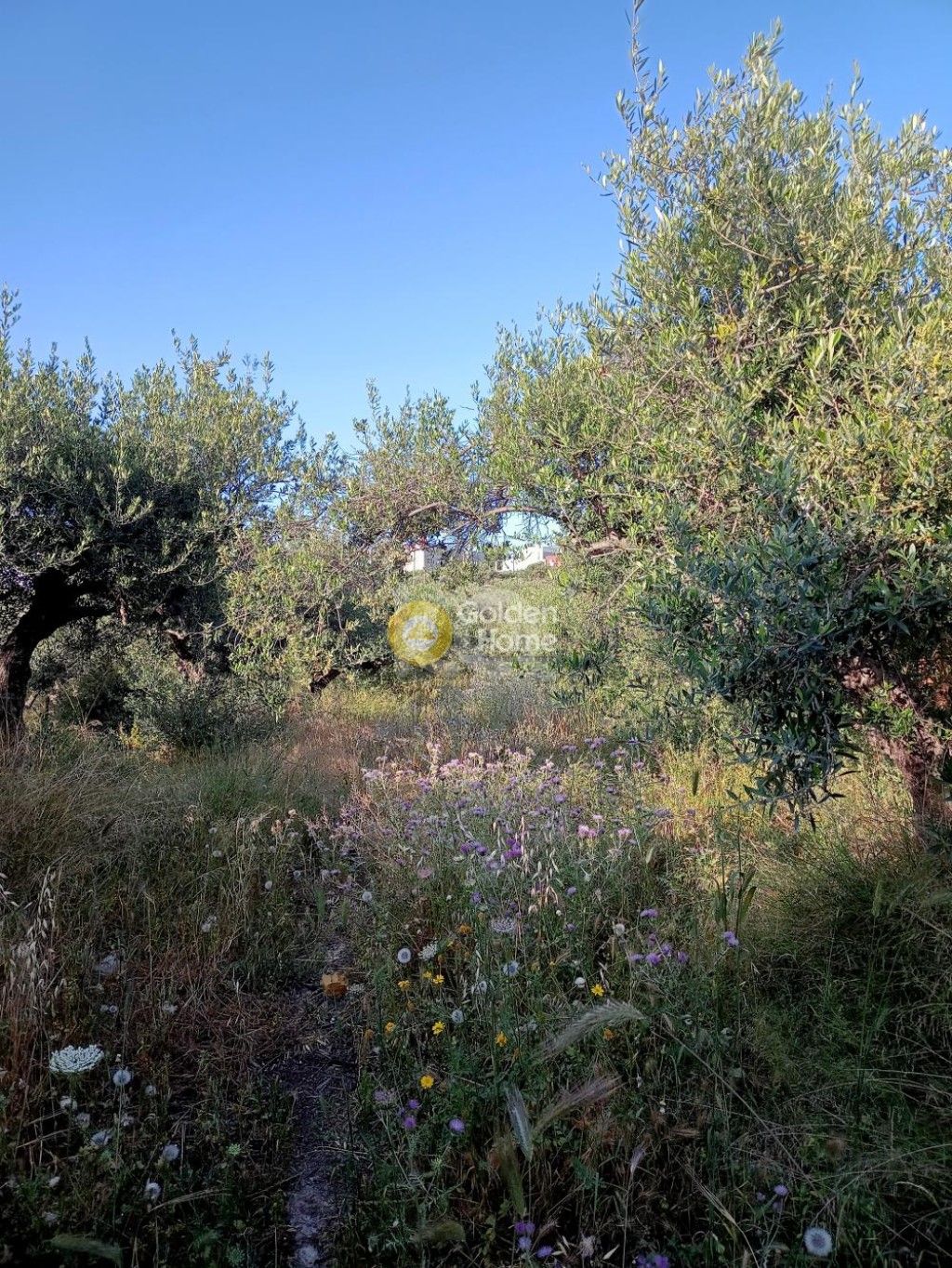 εικόνα αγγελίας