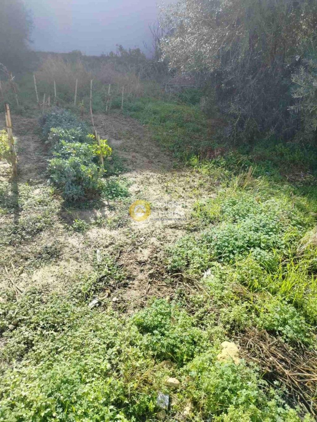 εικόνα αγγελίας