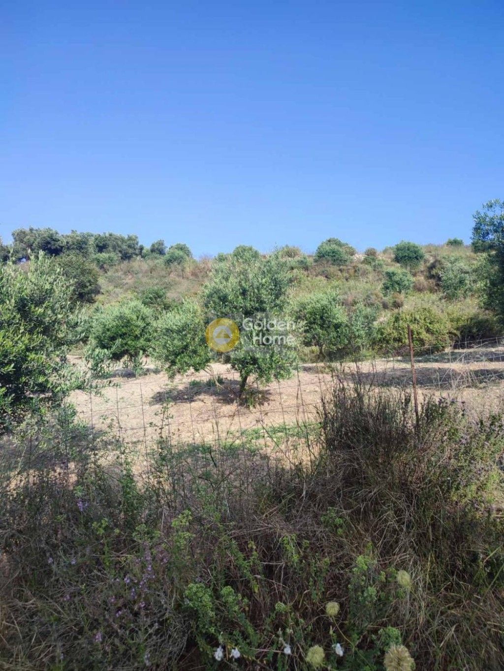 εικόνα αγγελίας