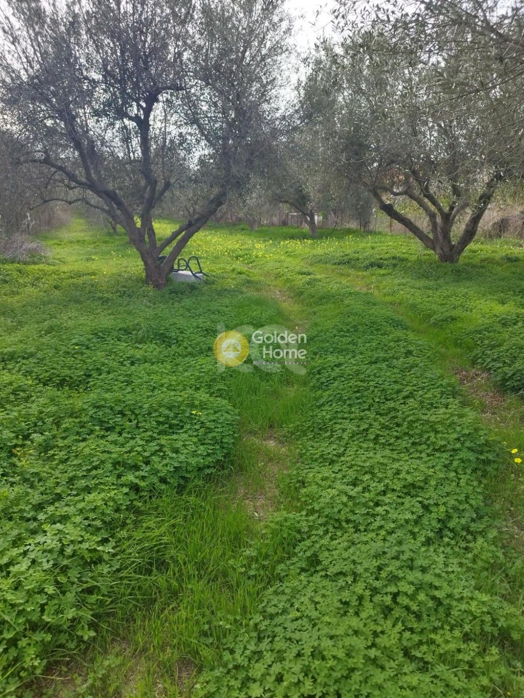 εικόνα αγγελίας