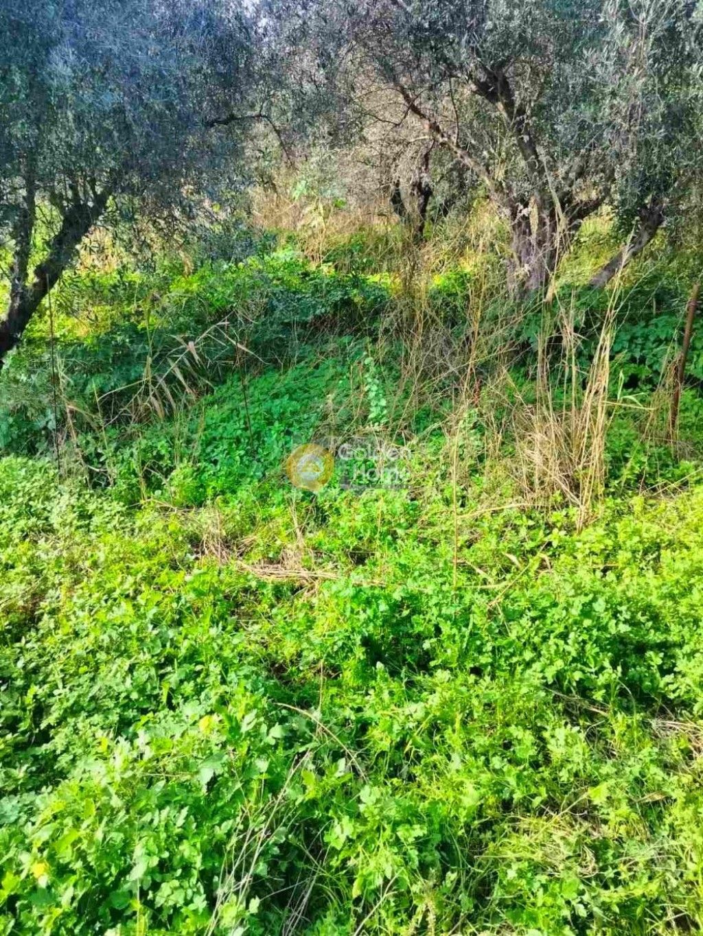 εικόνα αγγελίας