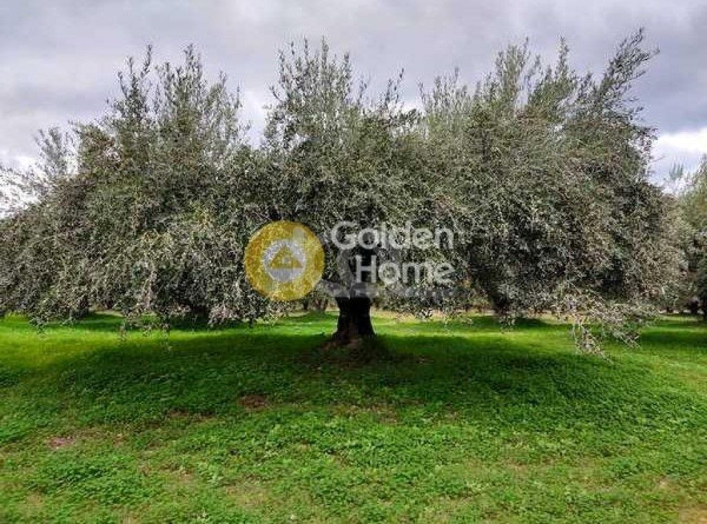 εικόνα αγγελίας