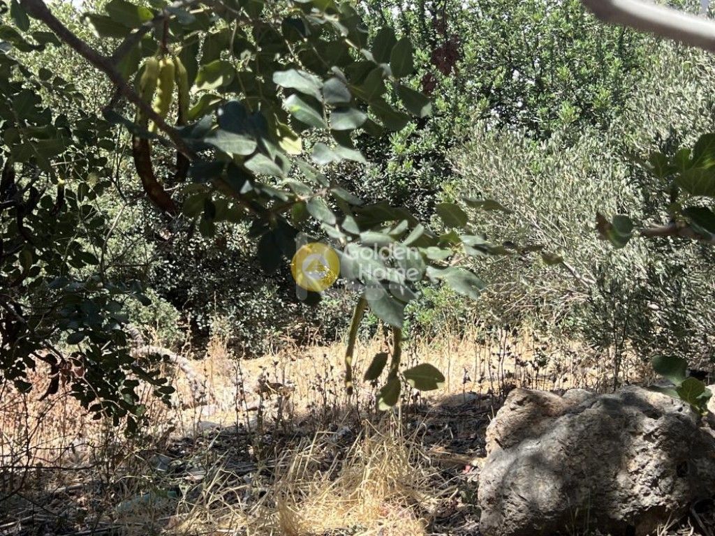 εικόνα αγγελίας