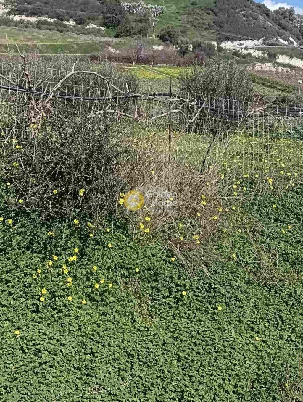 εικόνα αγγελίας