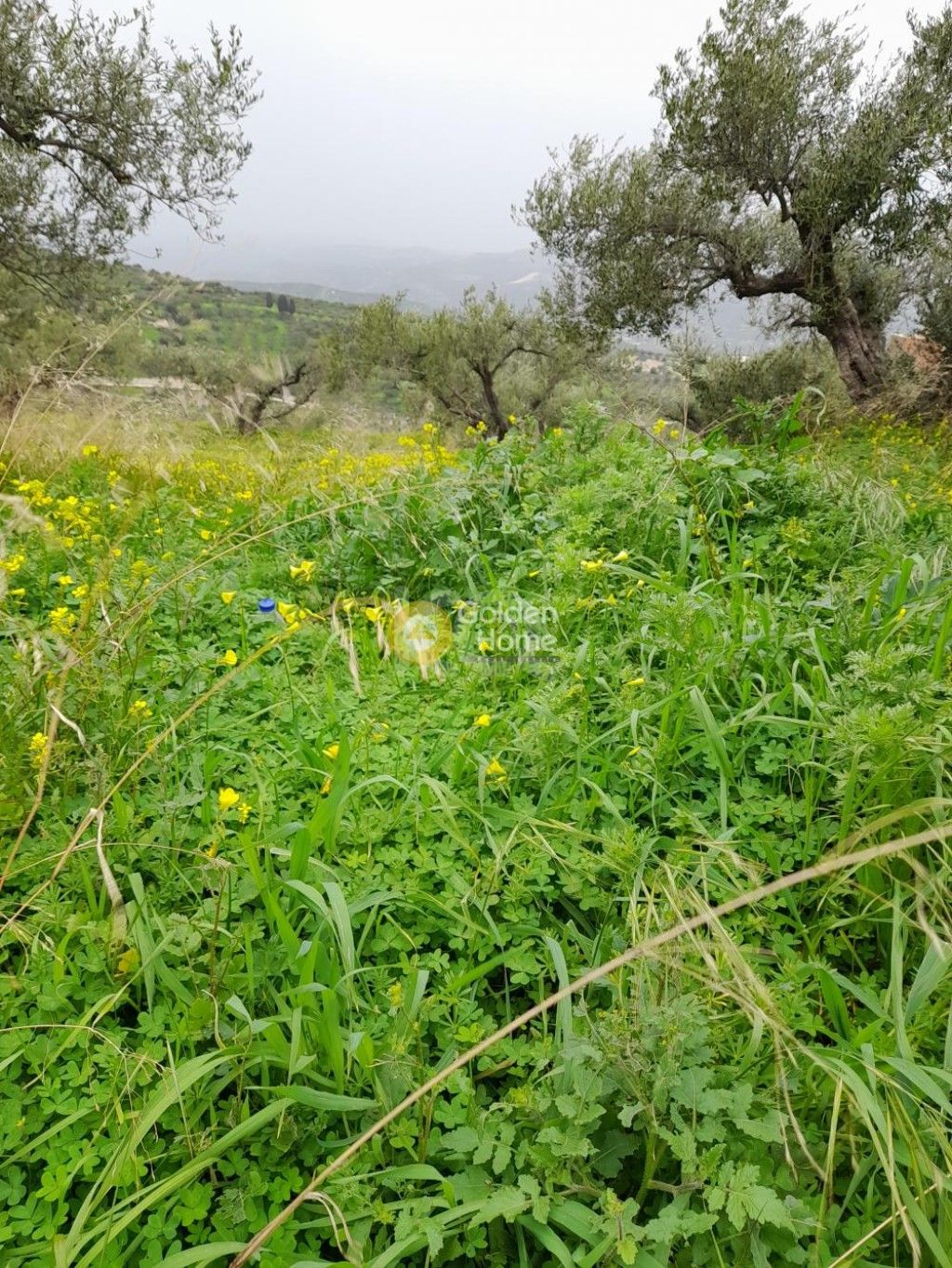 εικόνα αγγελίας