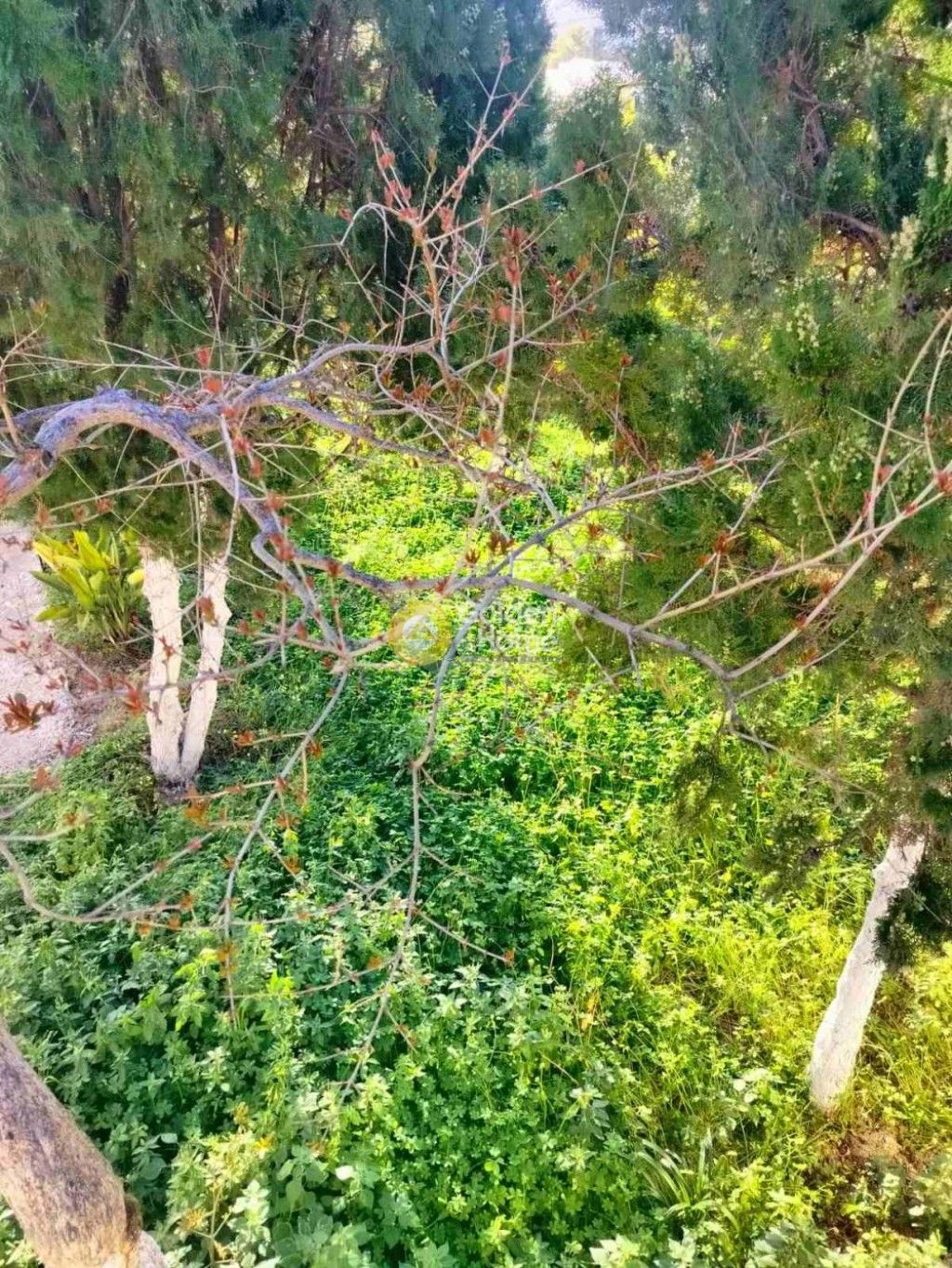 εικόνα αγγελίας