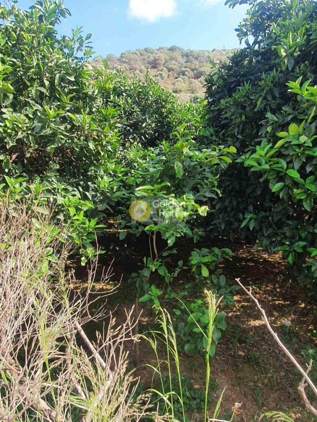 εικόνα αγγελίας