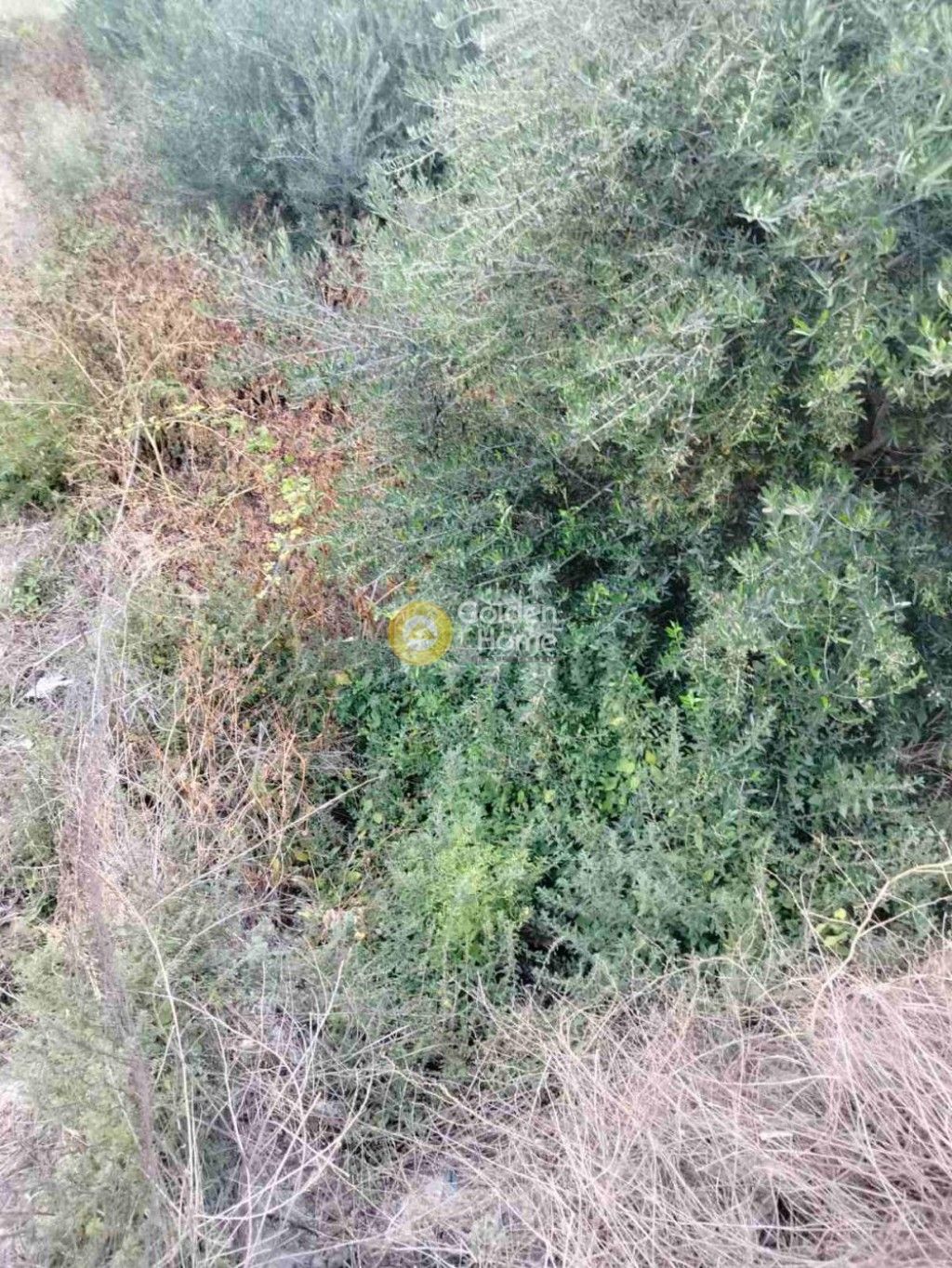 εικόνα αγγελίας