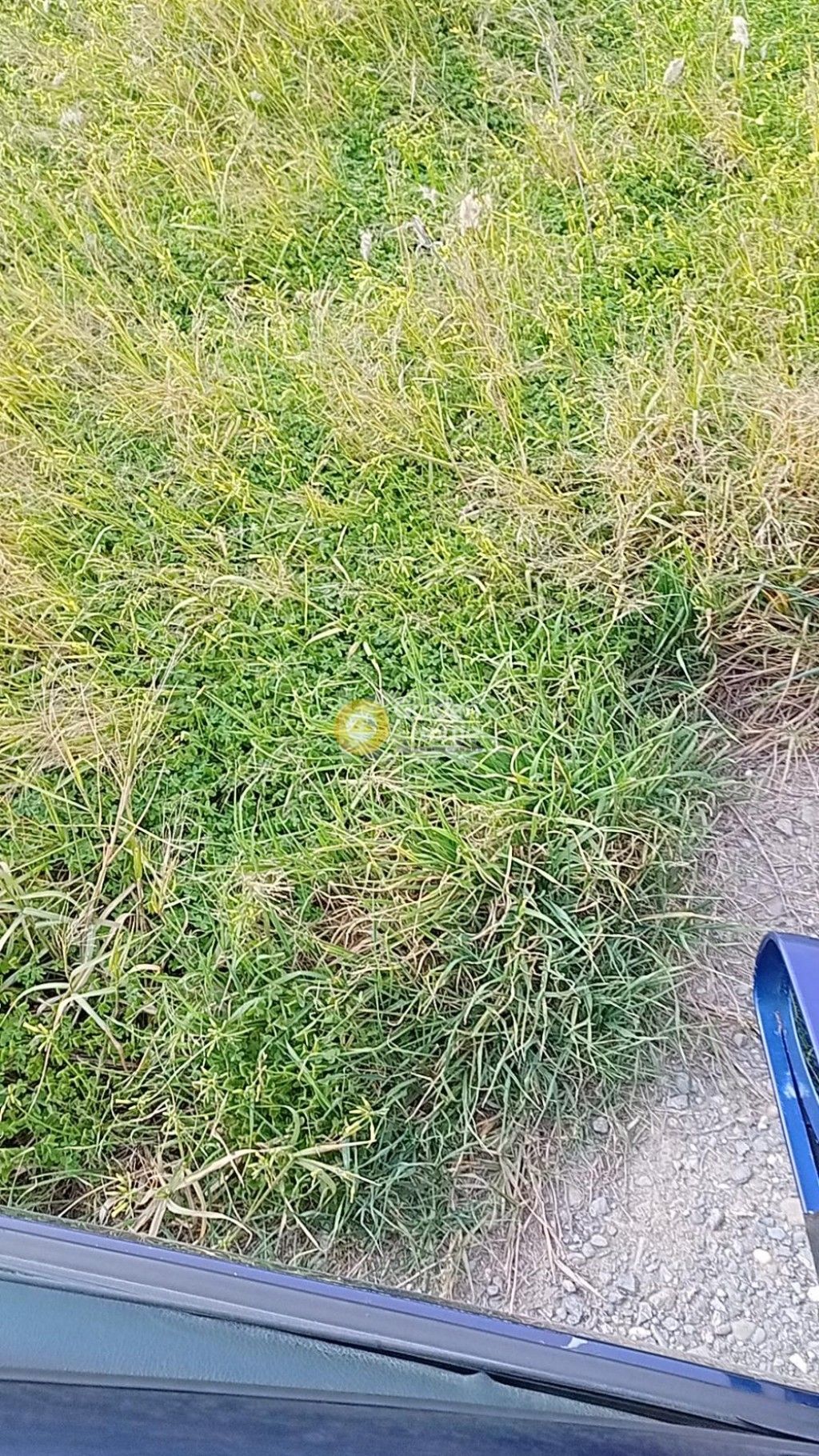 εικόνα αγγελίας