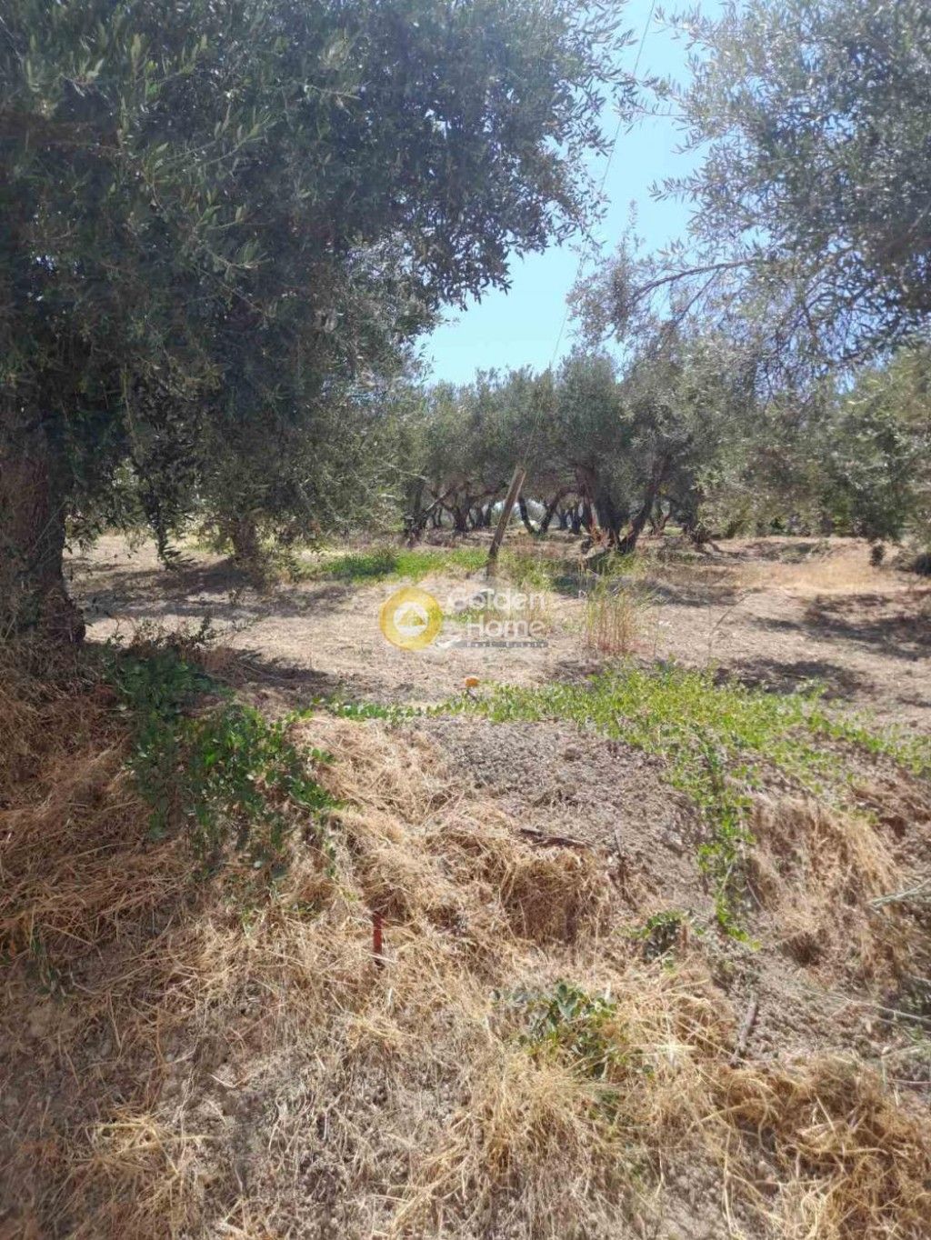 εικόνα αγγελίας