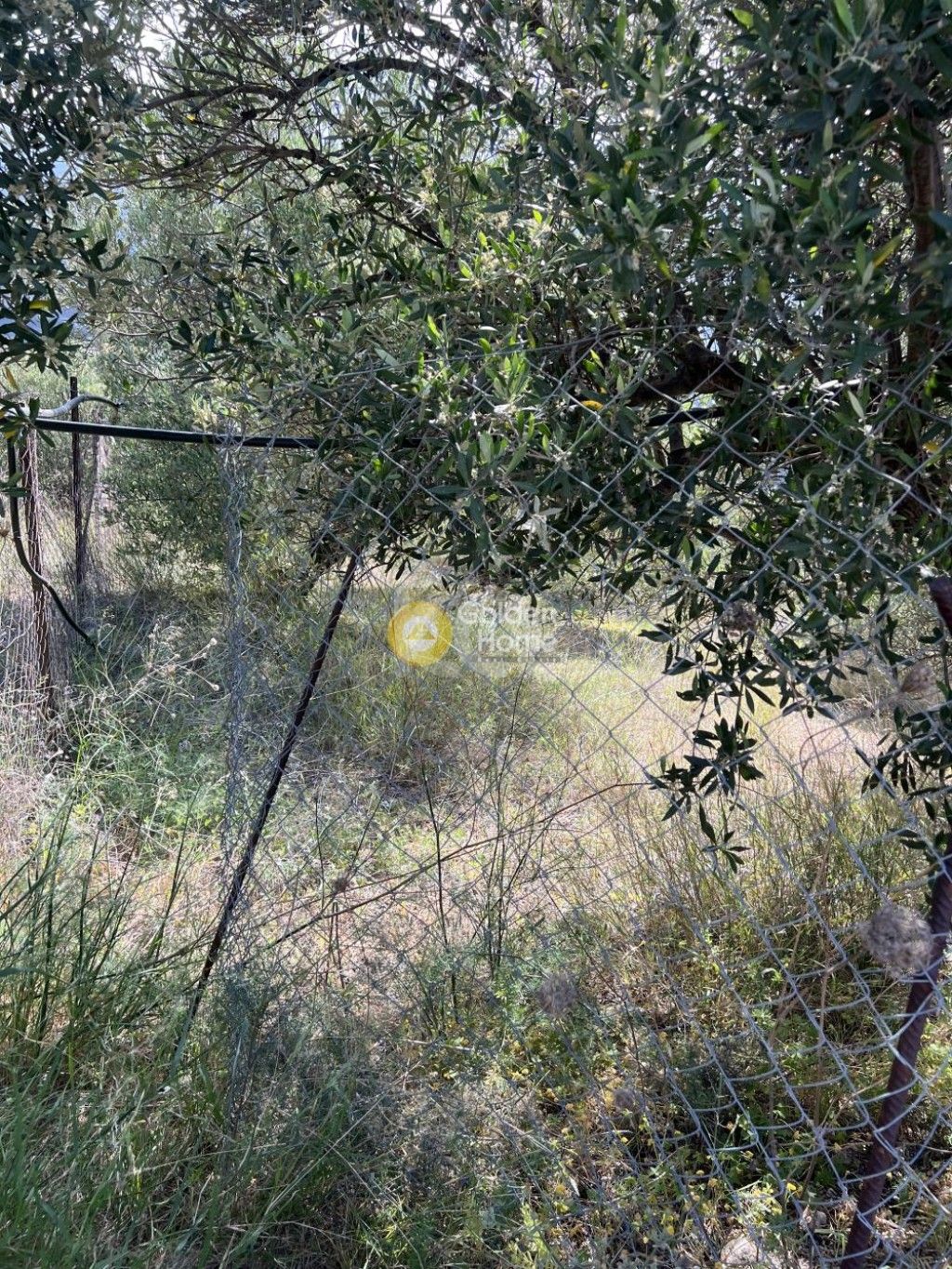 εικόνα αγγελίας