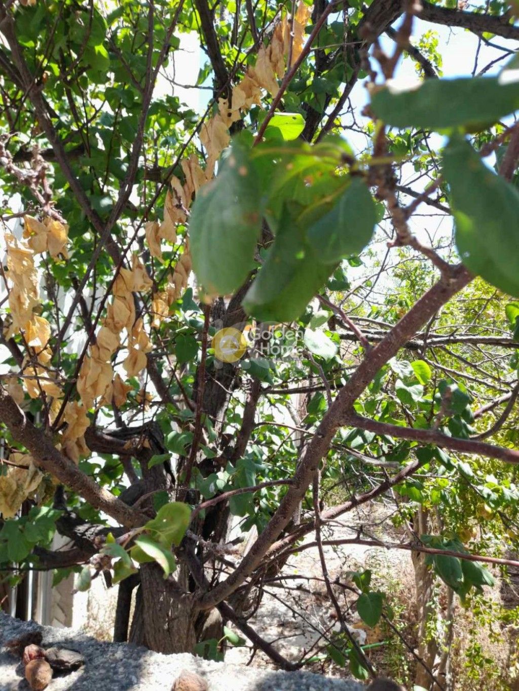 εικόνα αγγελίας