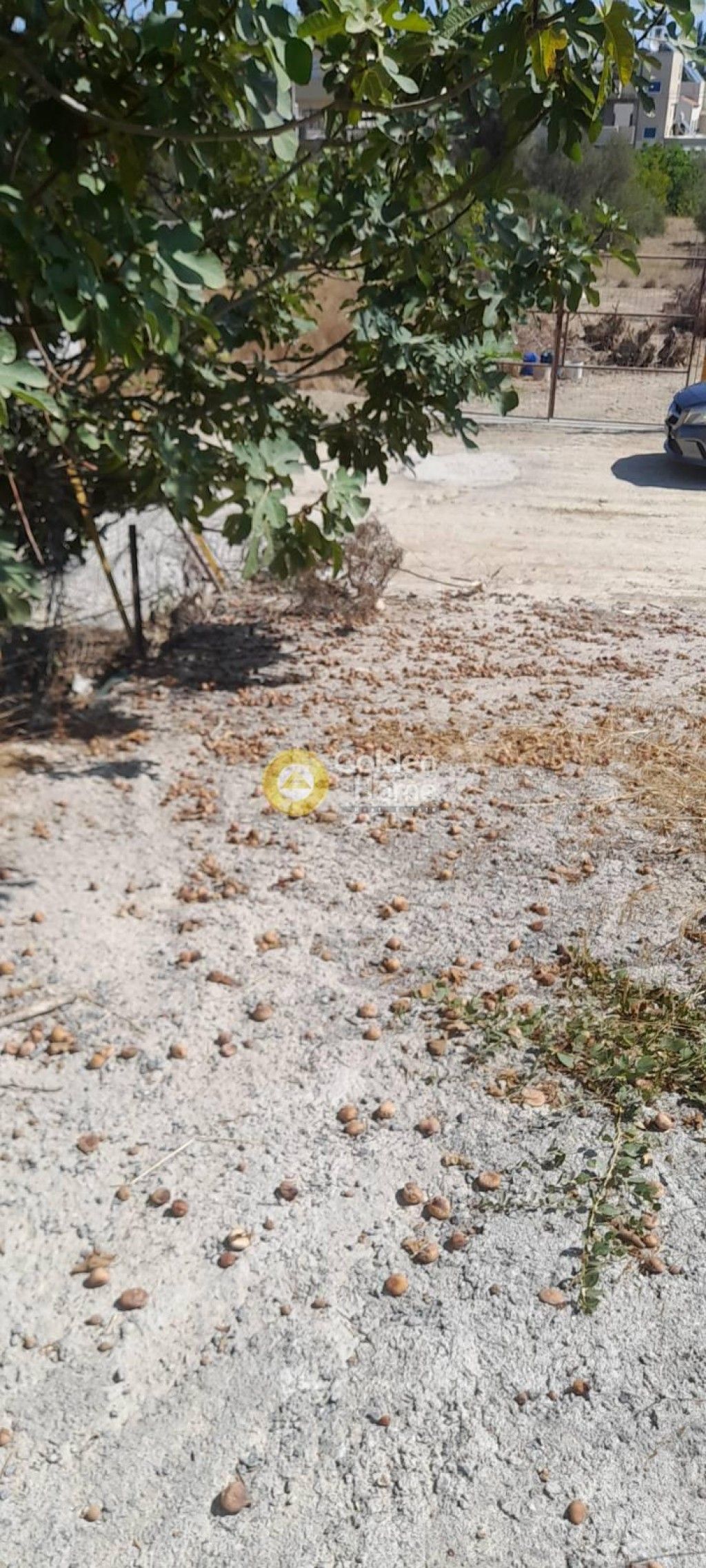 εικόνα αγγελίας