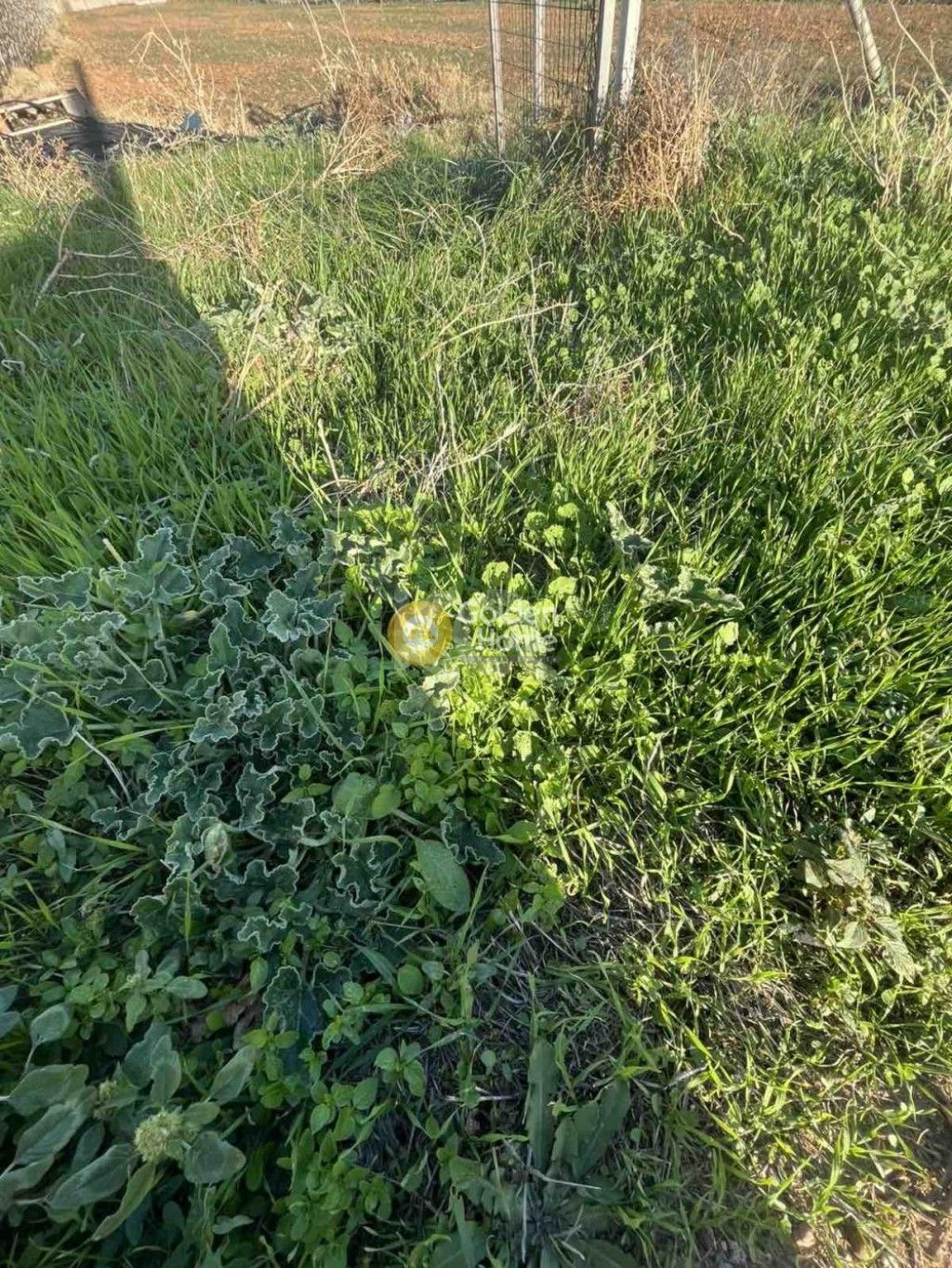 εικόνα αγγελίας