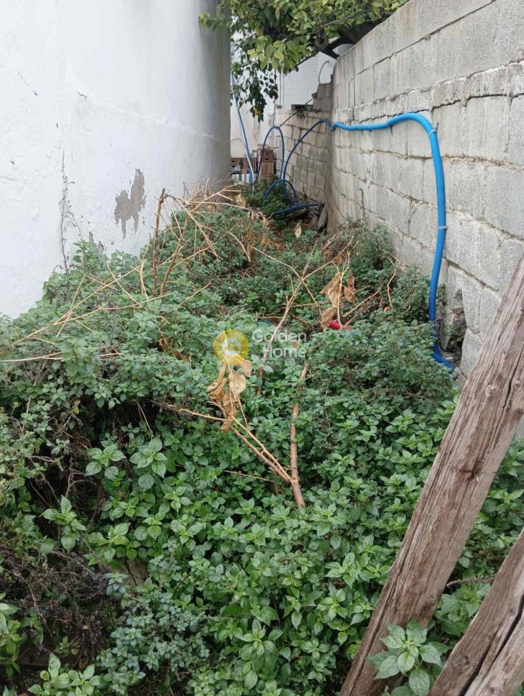 εικόνα αγγελίας