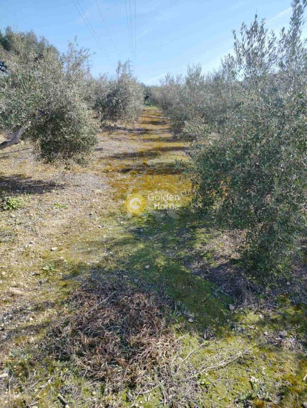 εικόνα αγγελίας