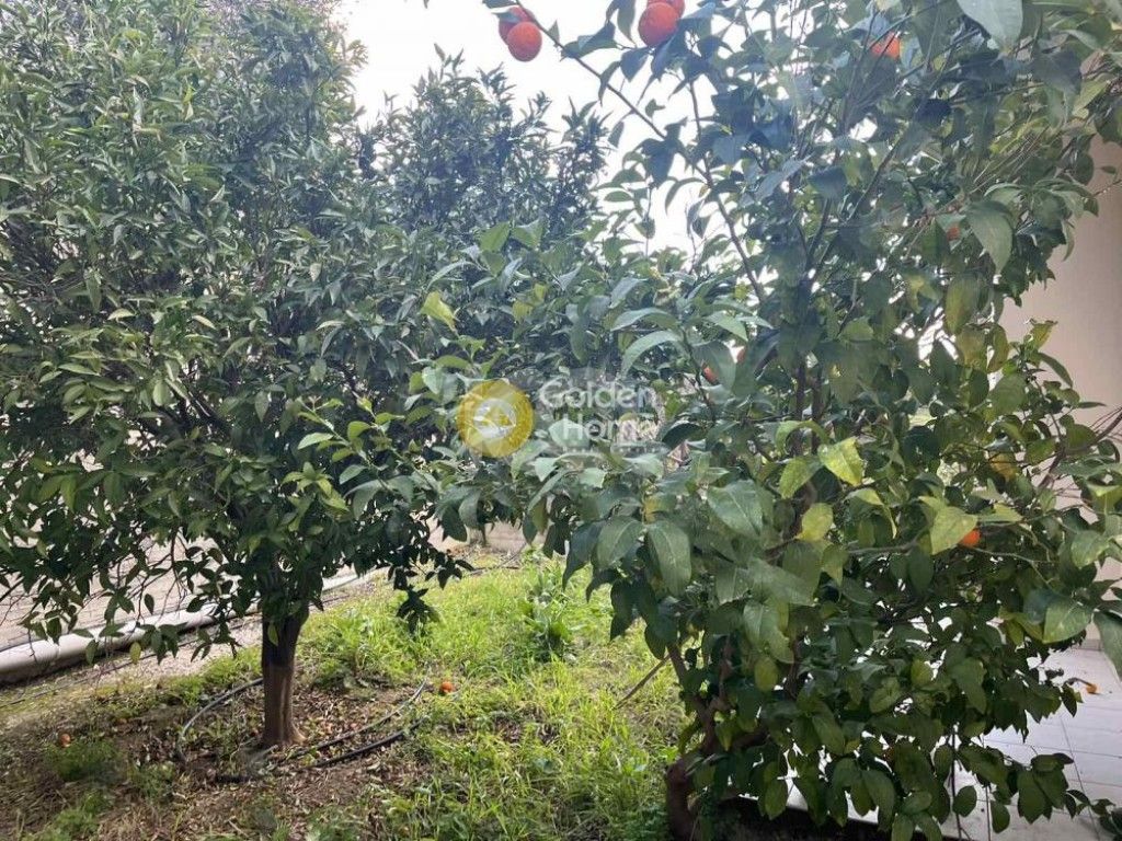 εικόνα αγγελίας