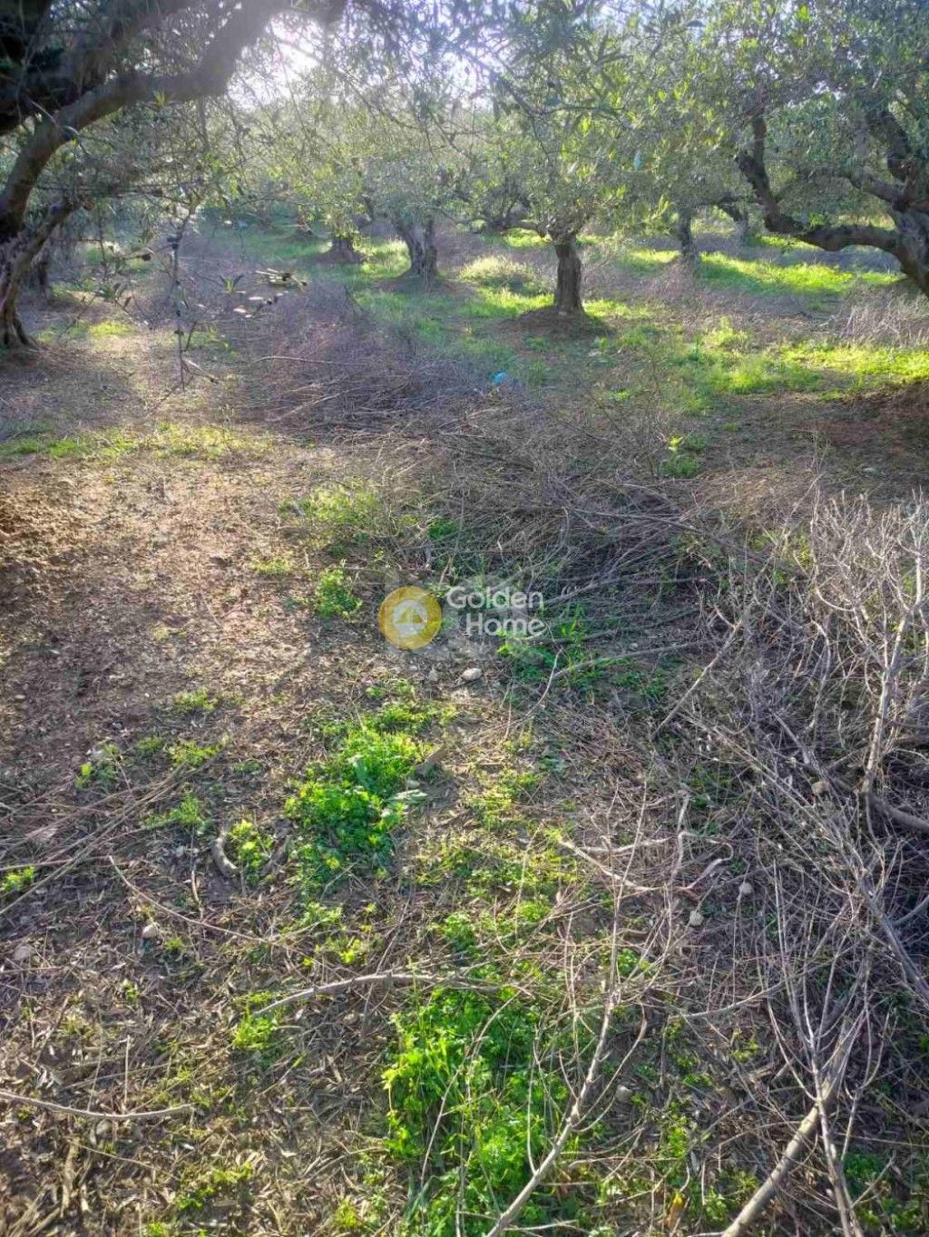 εικόνα αγγελίας