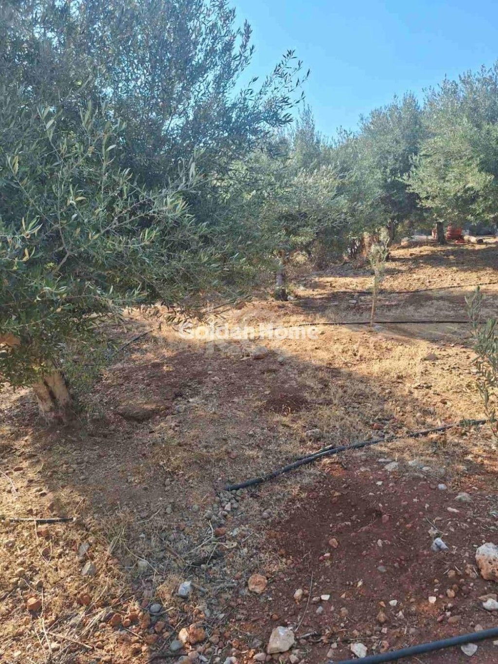 εικόνα αγγελίας