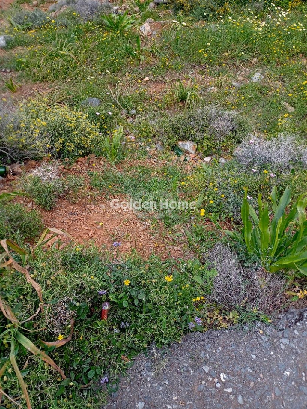 εικόνα αγγελίας