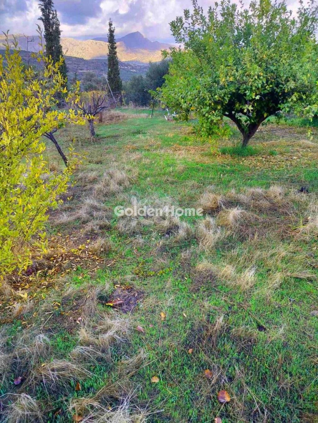 εικόνα αγγελίας