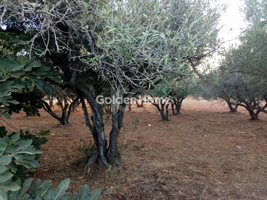 εικόνα αγγελίας