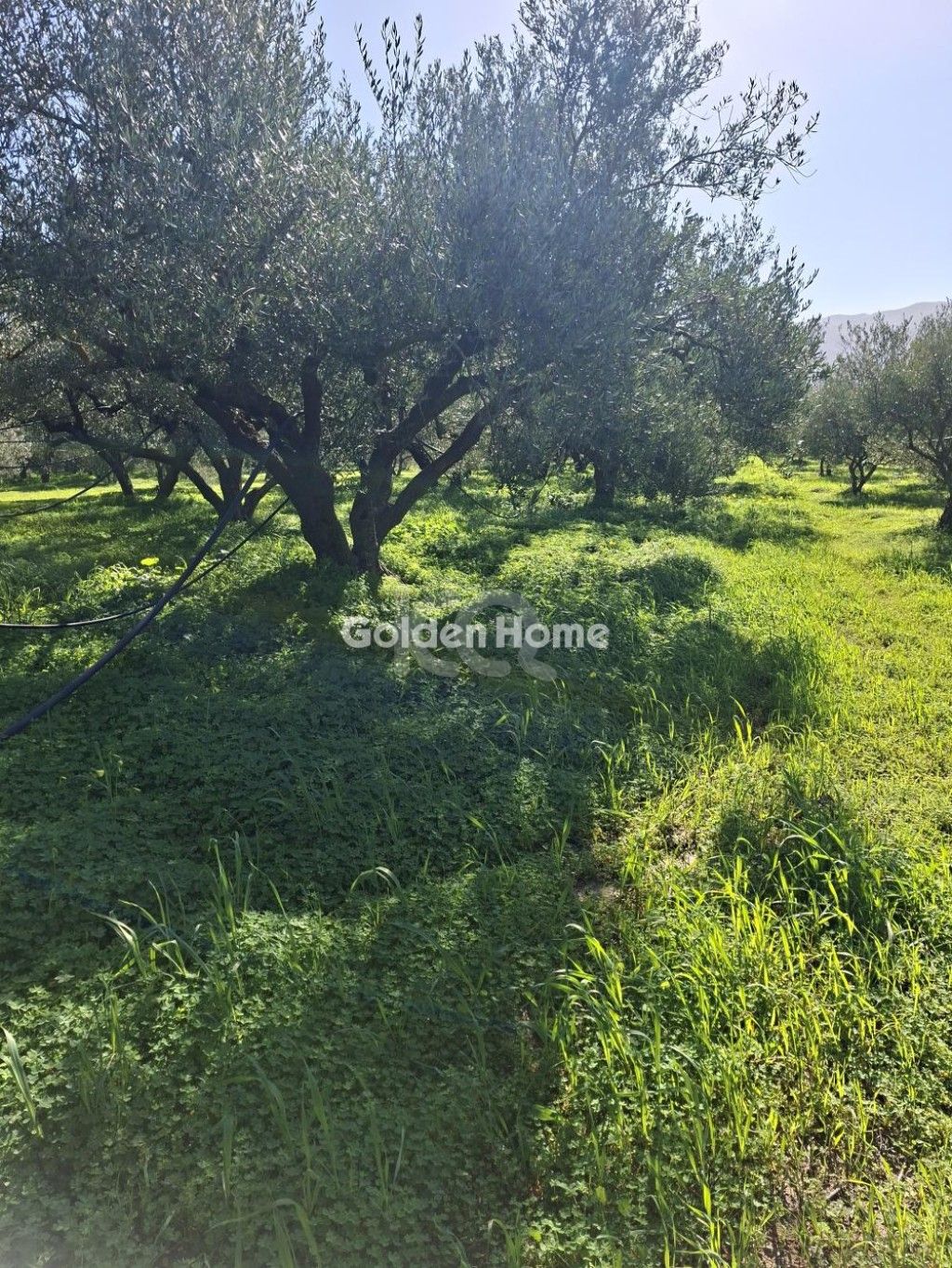 εικόνα αγγελίας