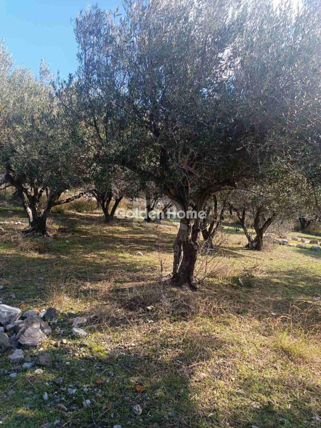 εικόνα αγγελίας