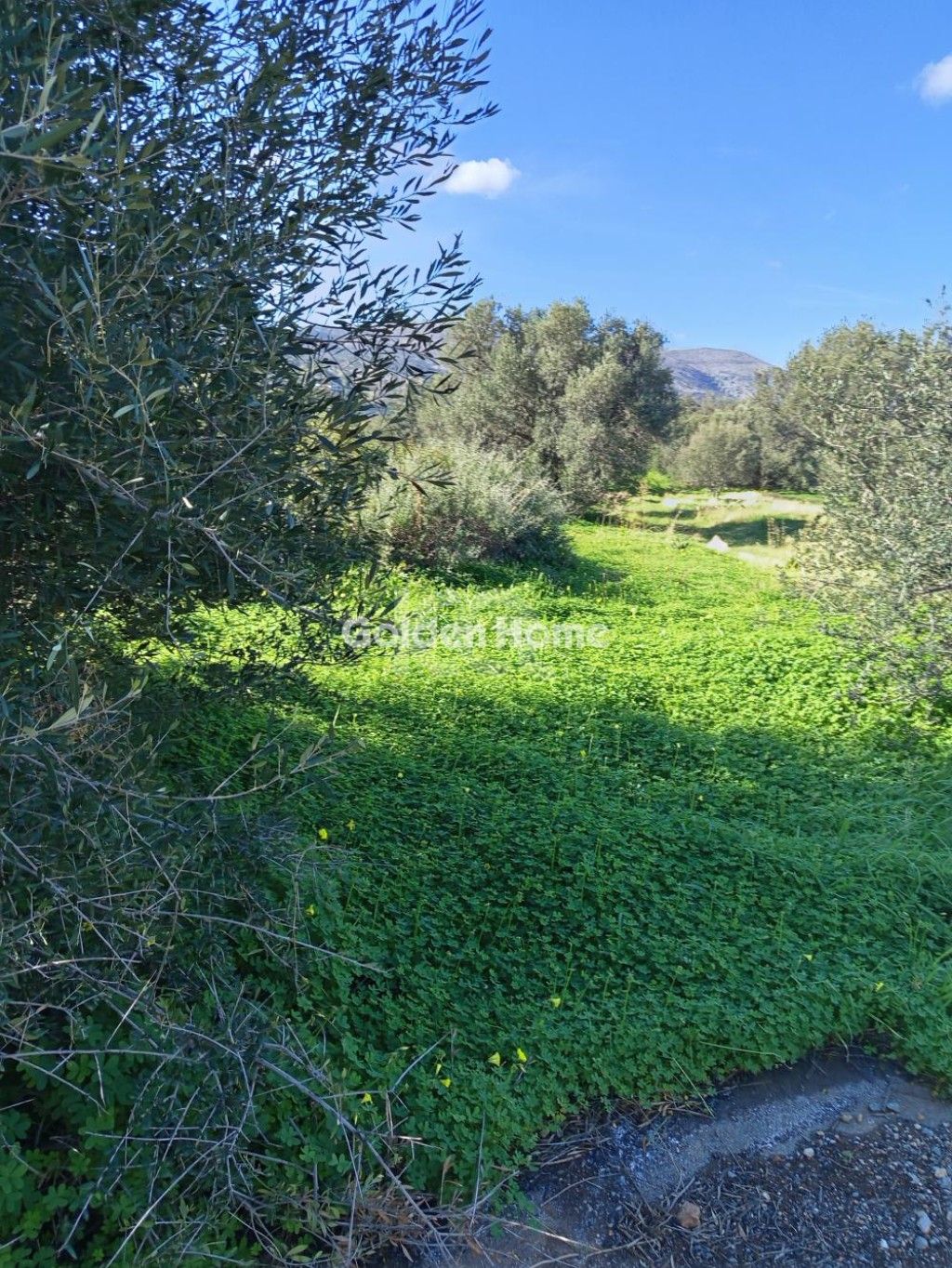 εικόνα αγγελίας