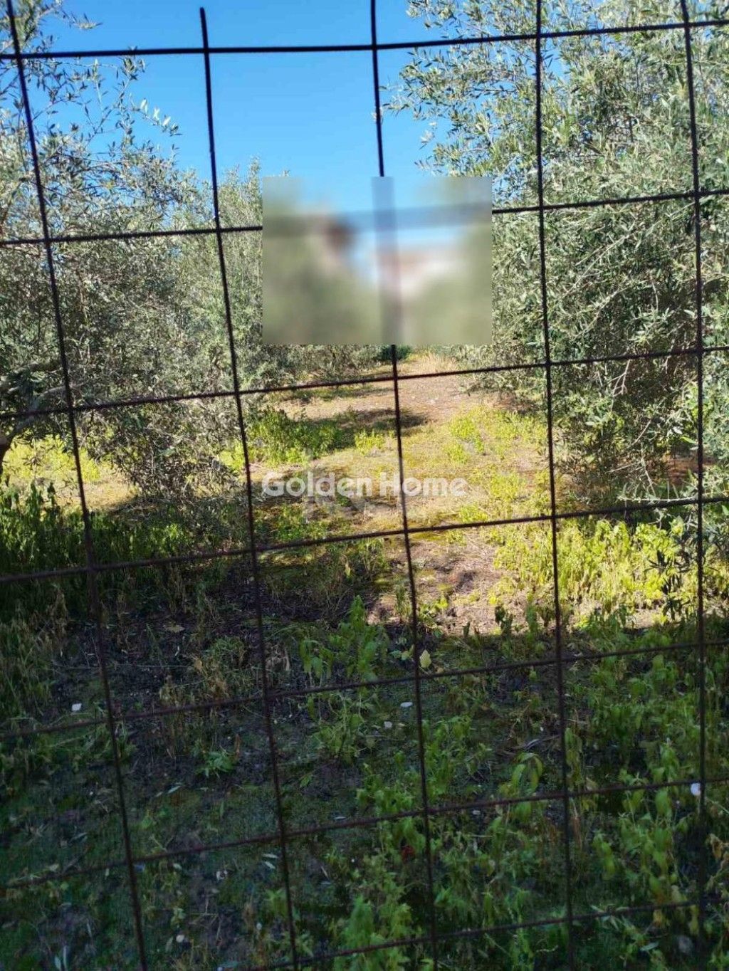 εικόνα αγγελίας