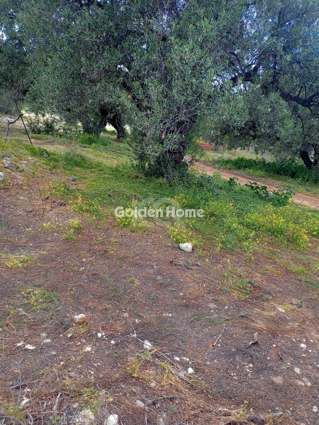 εικόνα αγγελίας