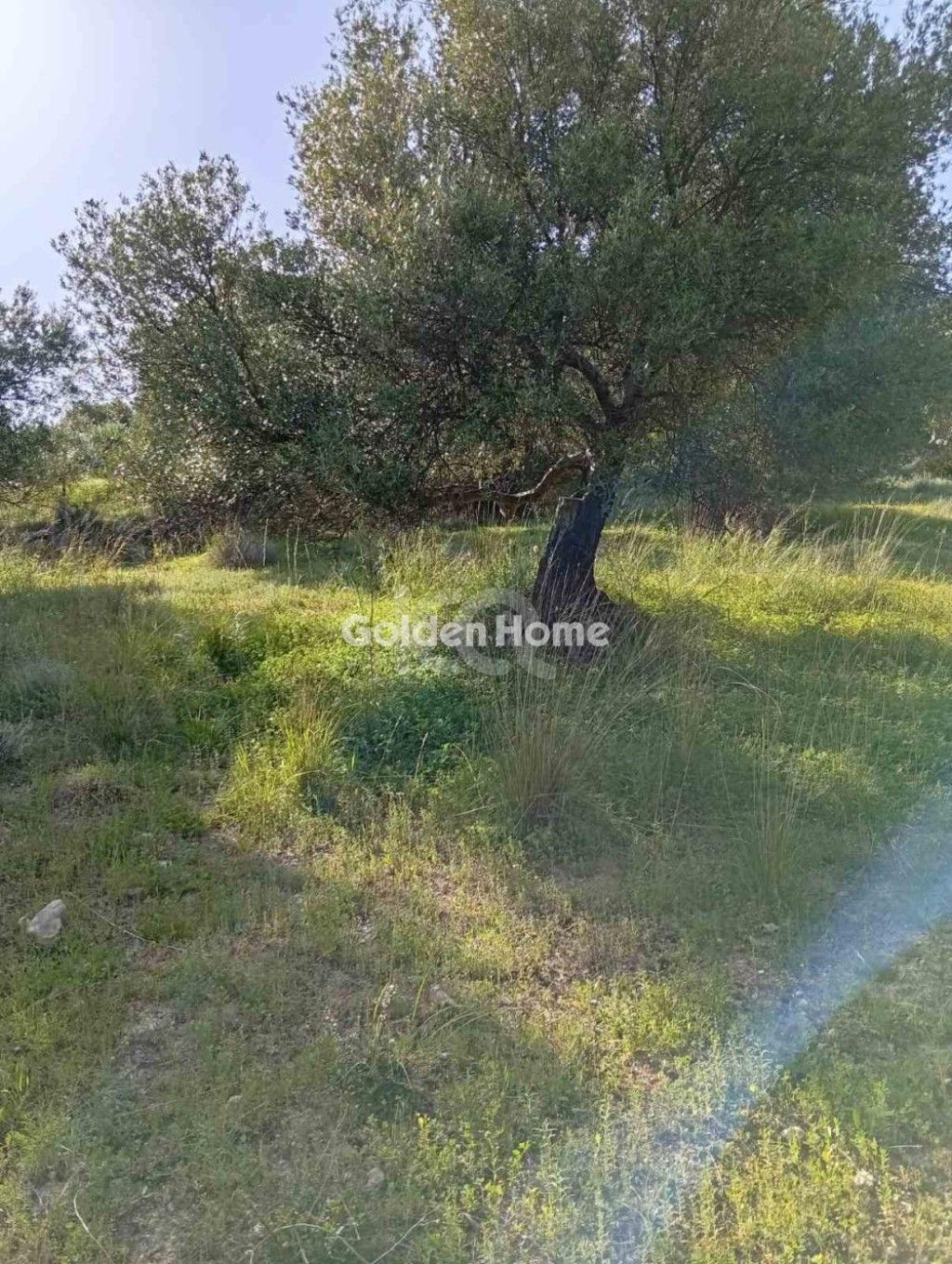 εικόνα αγγελίας