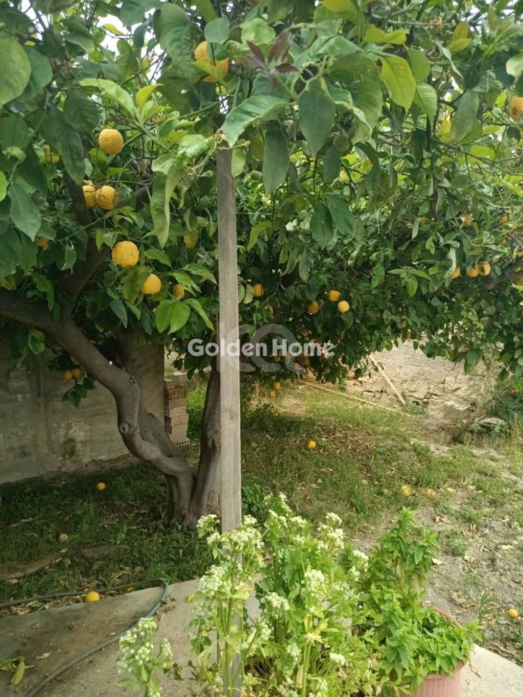 εικόνα αγγελίας
