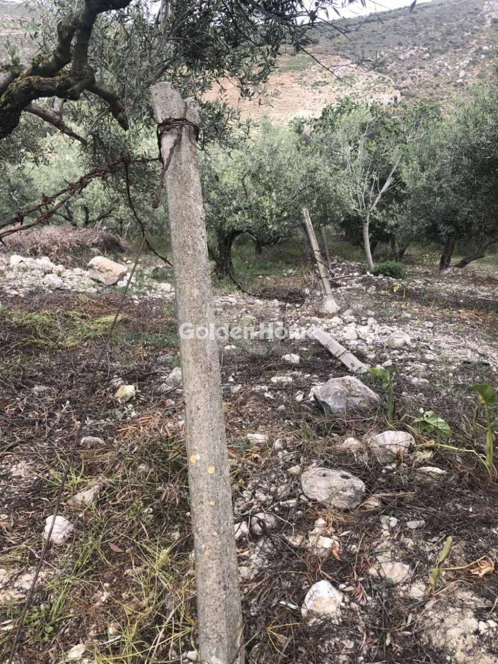 εικόνα αγγελίας