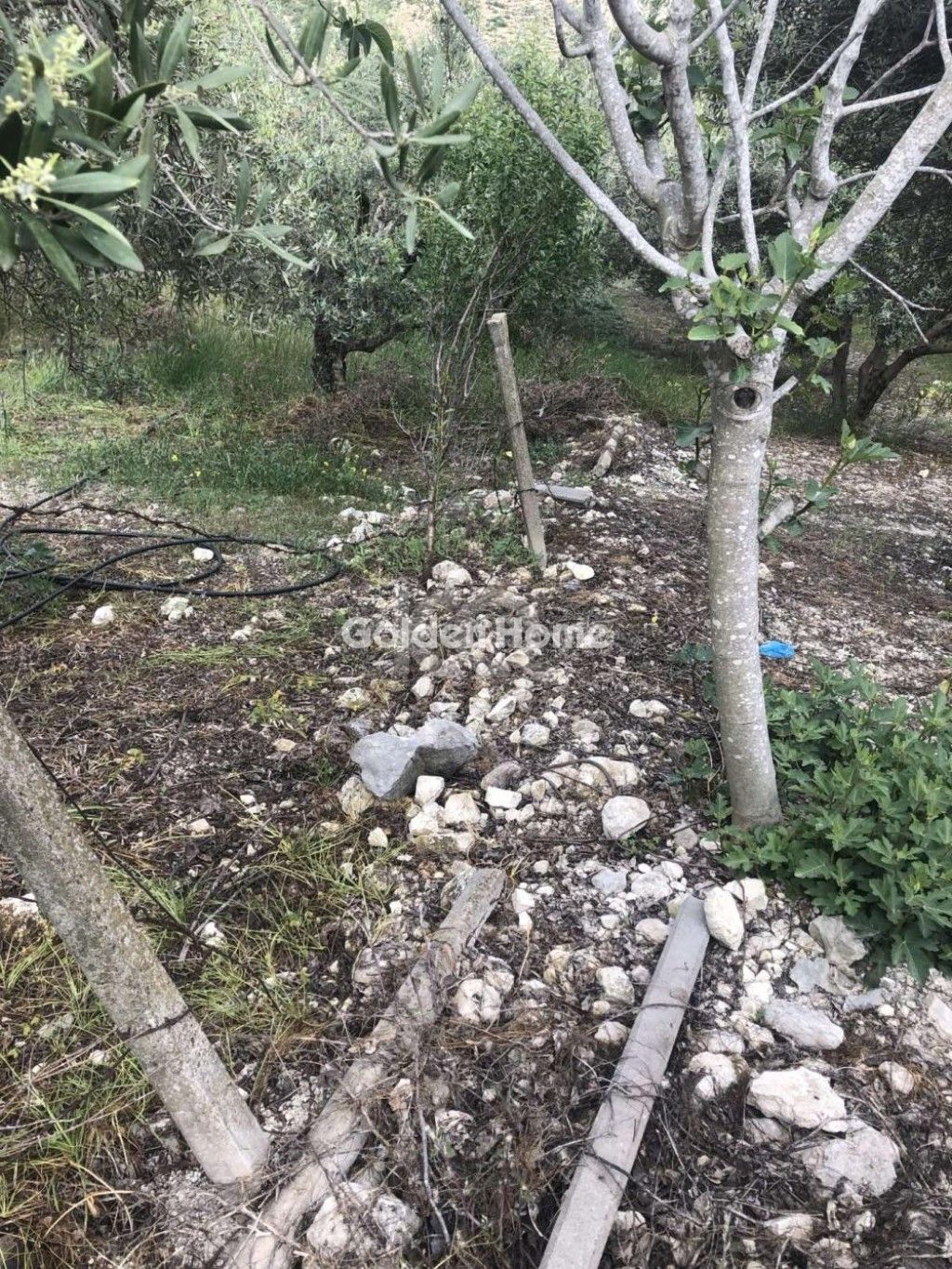 εικόνα αγγελίας