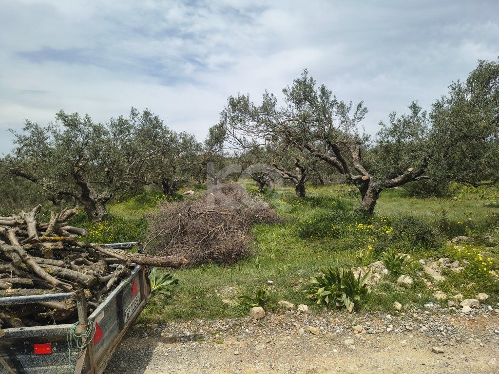 εικόνα αγγελίας