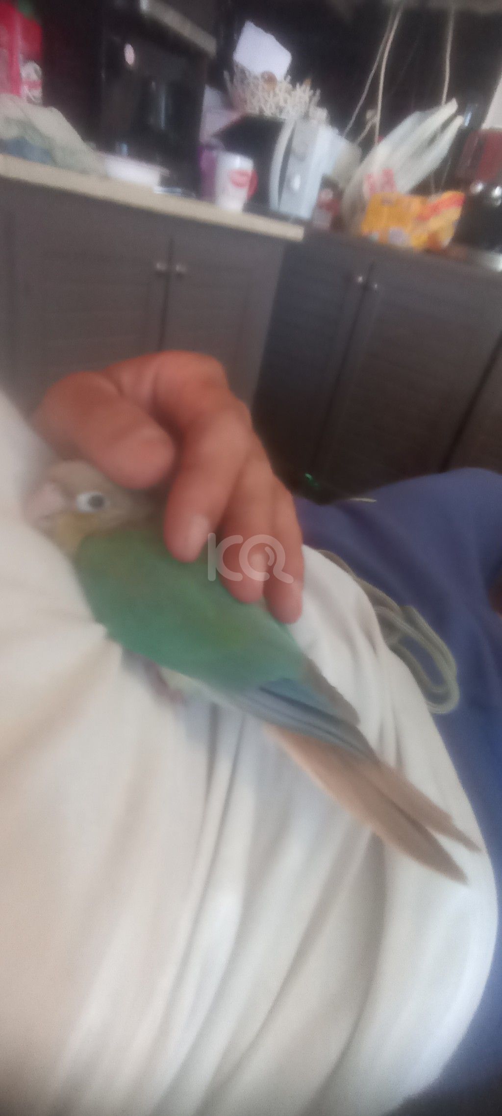 εικόνα αγγελίας