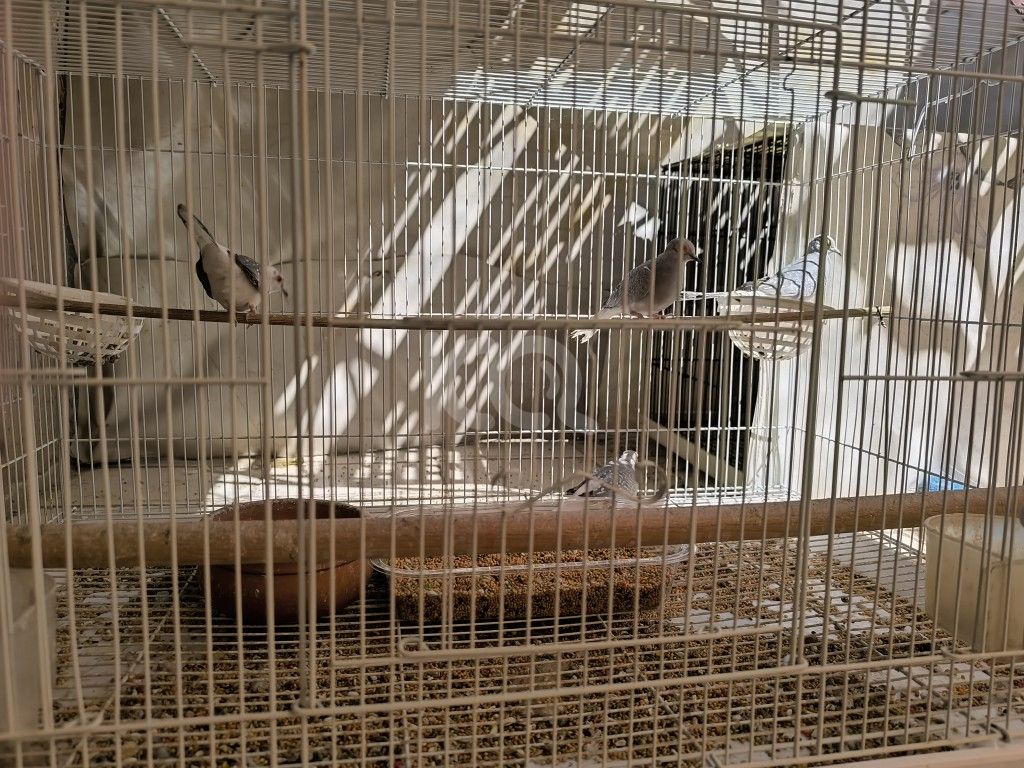 εικόνα αγγελίας