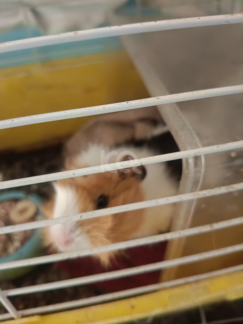 εικόνα αγγελίας