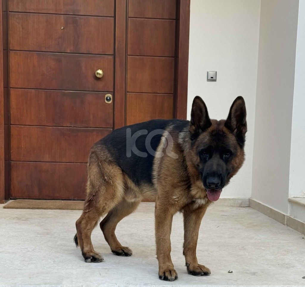 εικόνα αγγελίας