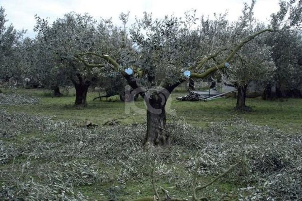 εικόνα αγγελίας