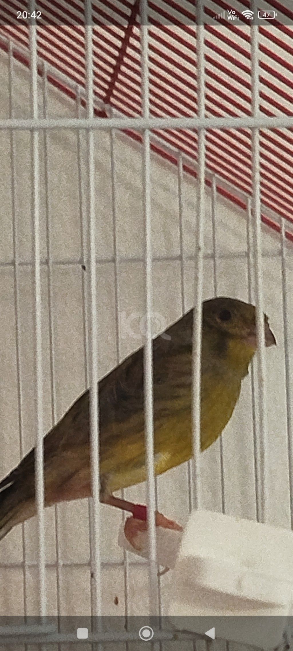 εικόνα αγγελίας