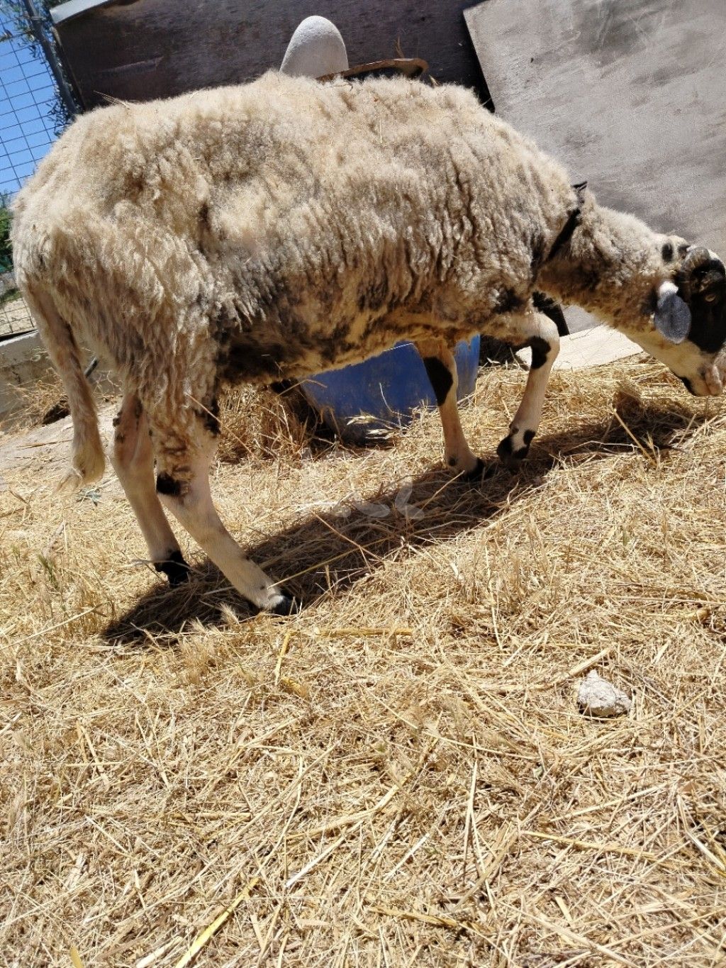 εικόνα αγγελίας