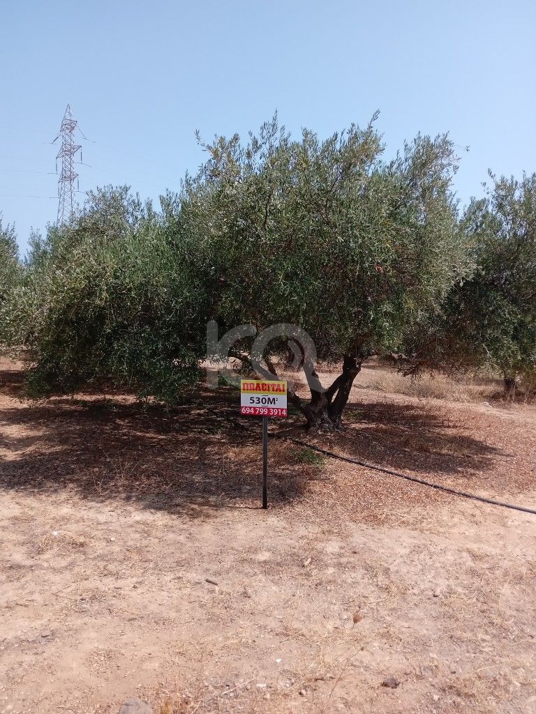 εικόνα αγγελίας
