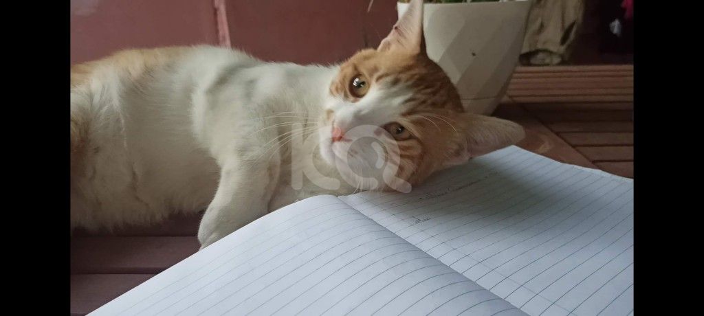 εικόνα αγγελίας