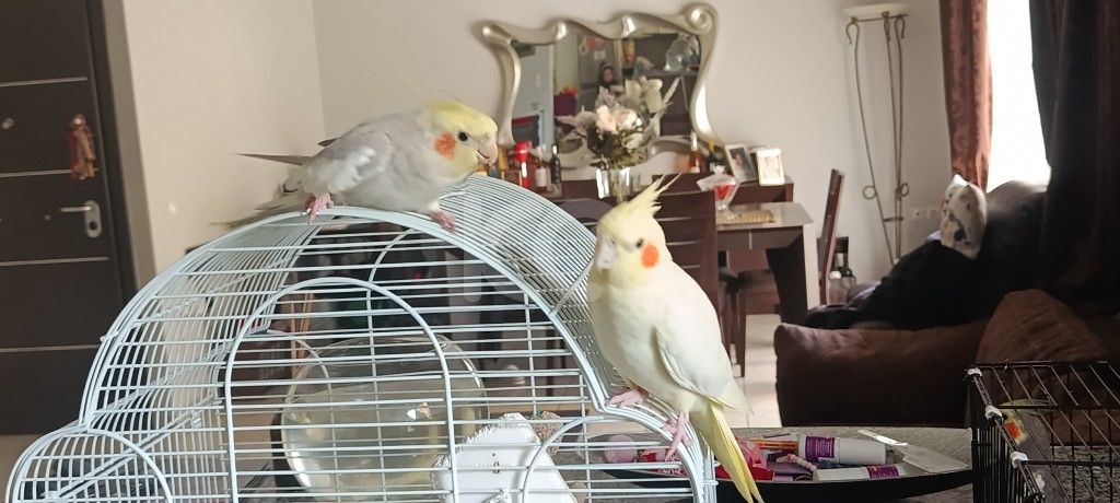 εικόνα αγγελίας