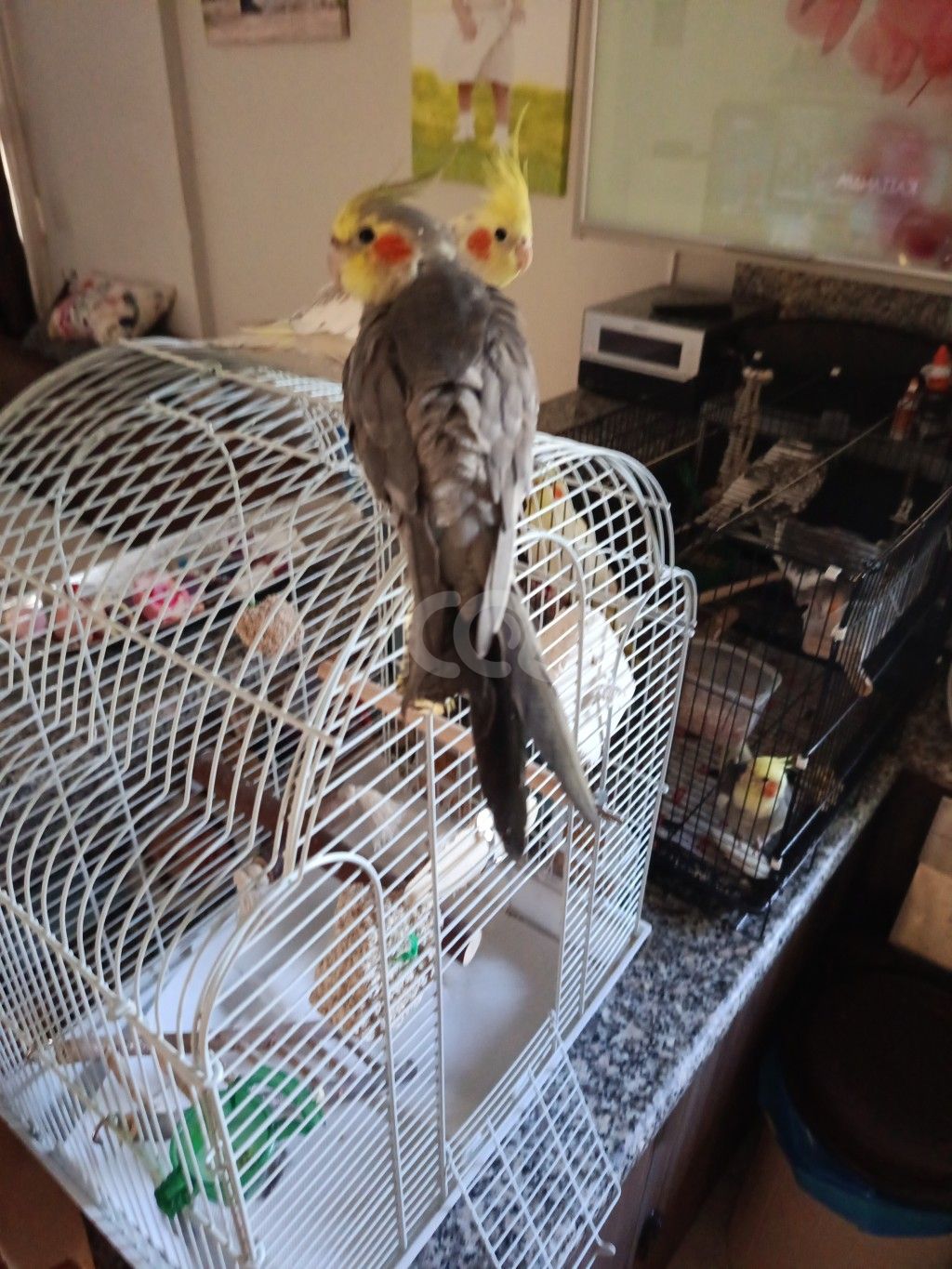 εικόνα αγγελίας