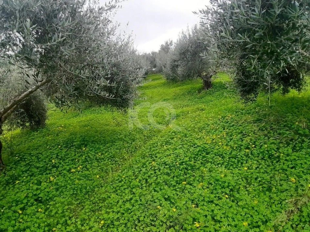 εικόνα αγγελίας